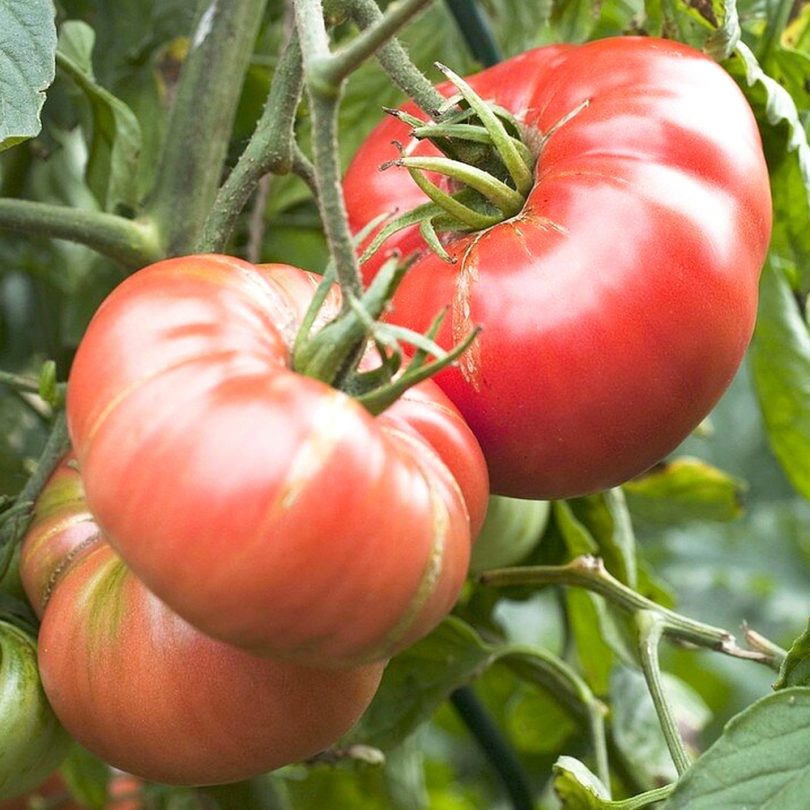 Tomate 'Géante d'Orenbourg' (Variété ancienne) Graines