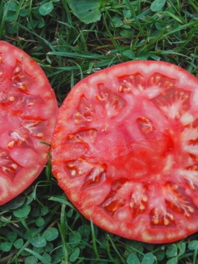 Tomate 'Géante d'Orenbourg' (Variété ancienne) Graines – Image 2