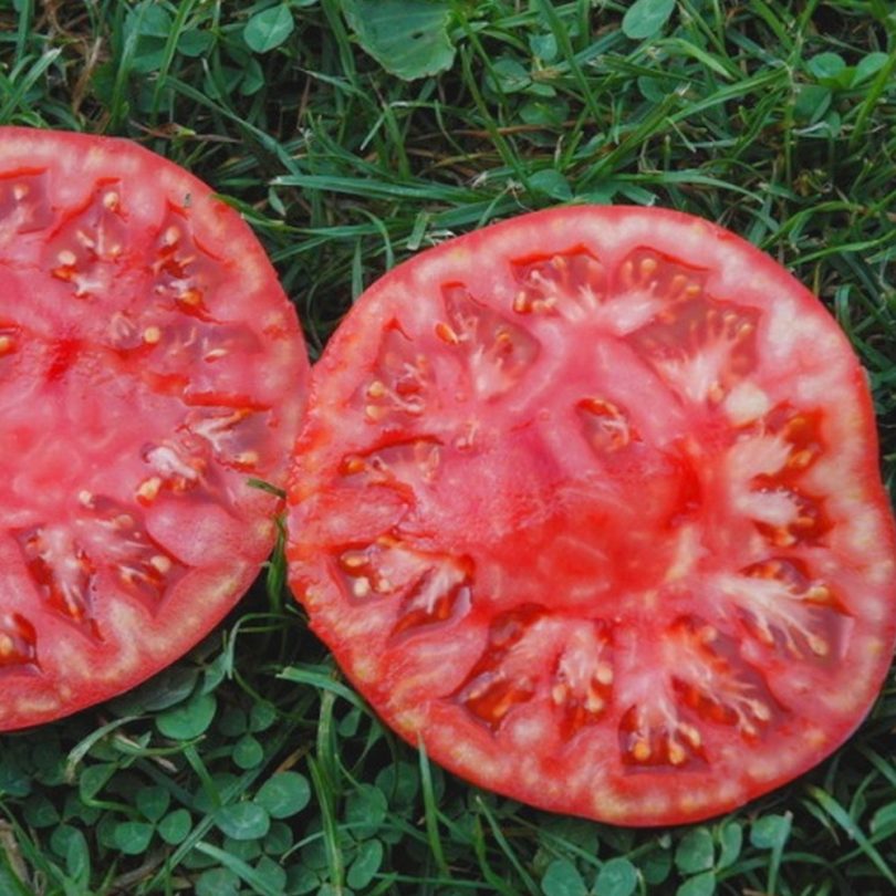 Tomate 'Géante d'Orenbourg' (Variété ancienne) Graines – Image 2