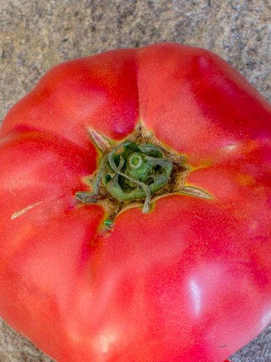 Tomate 'Géante d'Orenbourg' (Variété ancienne) Graines – Image 3