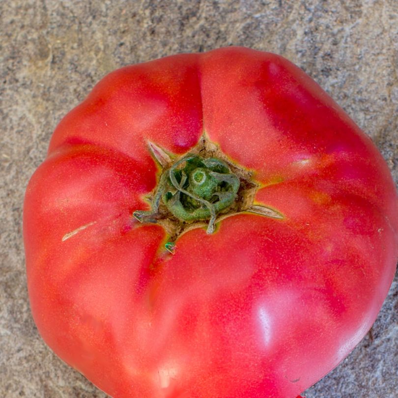 Tomate 'Géante d'Orenbourg' (Variété ancienne) Graines – Image 3