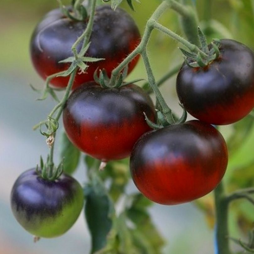 Tomate 'Bosque Blue' (Variété insolite) Graines