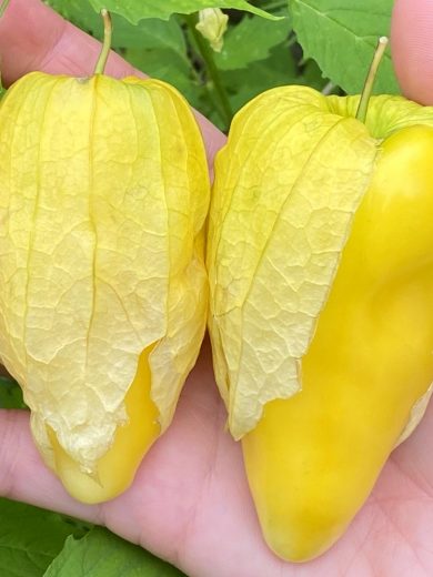 Tomatillo 'Queen of Malinalco' (Physalis ixocapra) Graines
