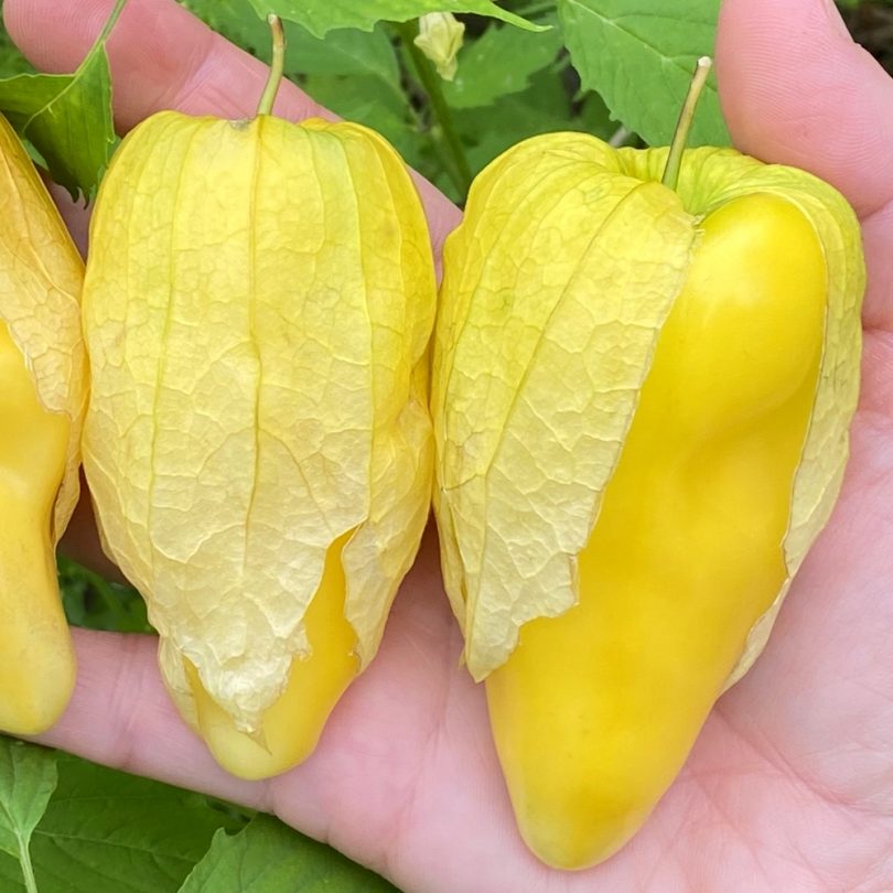 Tomatillo 'Queen of Malinalco' (Physalis ixocapra) Graines