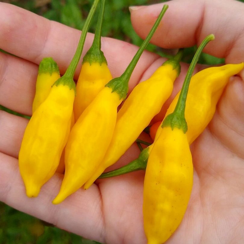 Piment 'Lemon Drop' (Capsicum baccatum) Graines