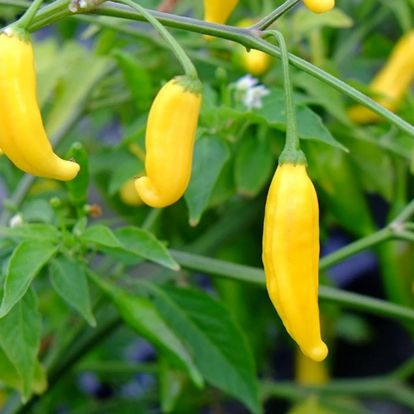 Piment 'Lemon Drop' (Capsicum baccatum) Graines – Image 2