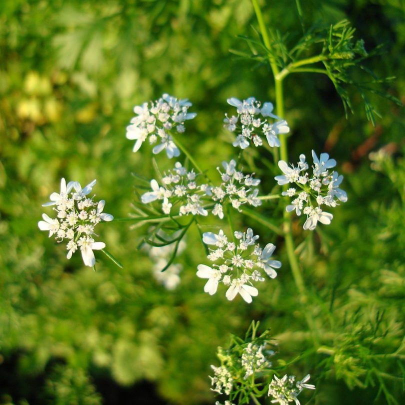 Coriandre cultivée (Coriandrum sativum) Graines – Image 2
