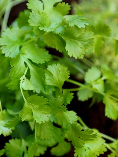 Coriandre cultivée (Coriandrum sativum) Graines