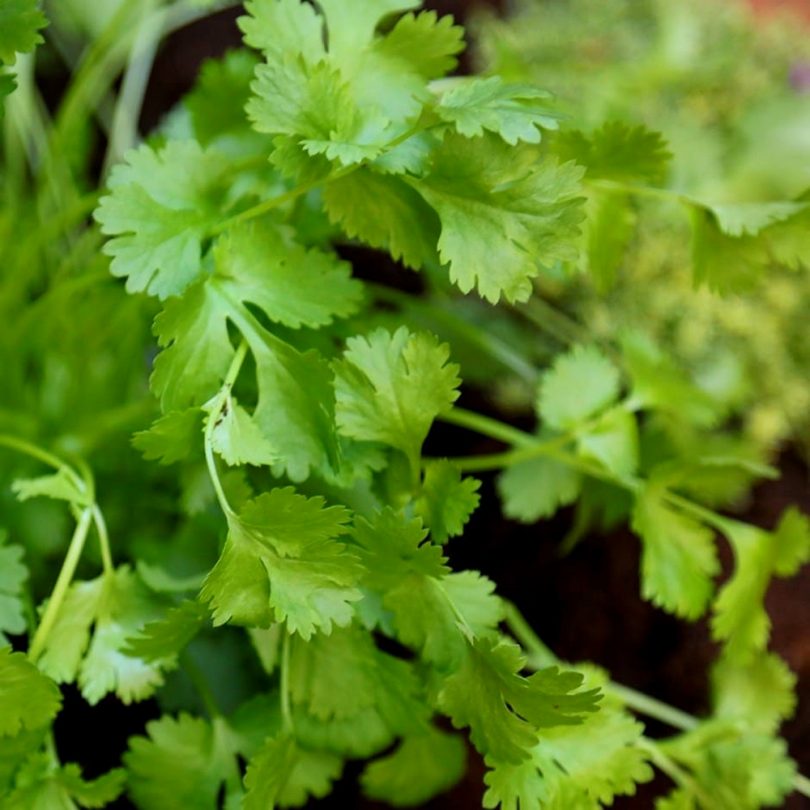 Coriandre cultivée (Coriandrum sativum) Graines