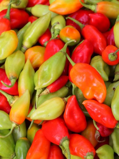 Piment 'Végétarien' (Variété douce Antillaise) Graines