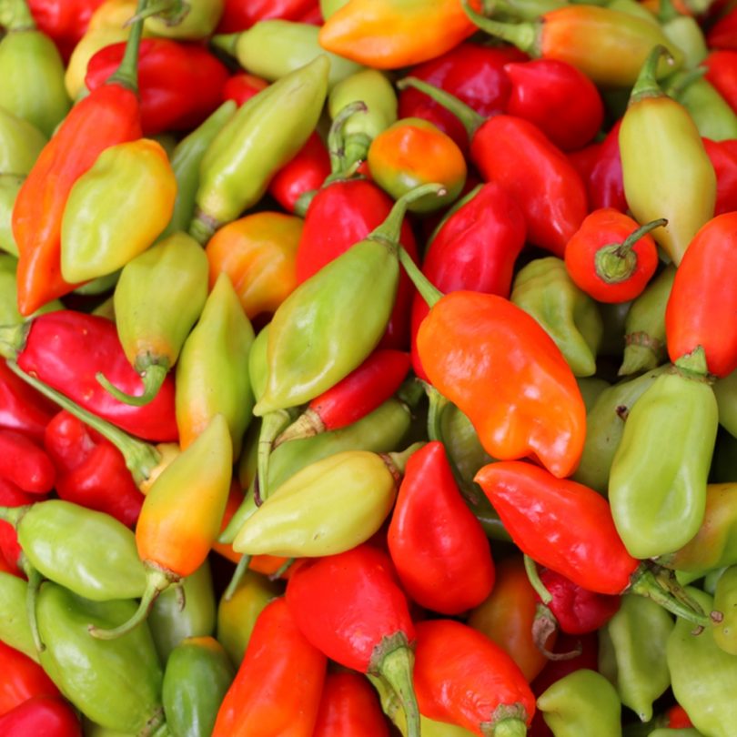 Piment 'Végétarien' (Variété douce Antillaise) Graines