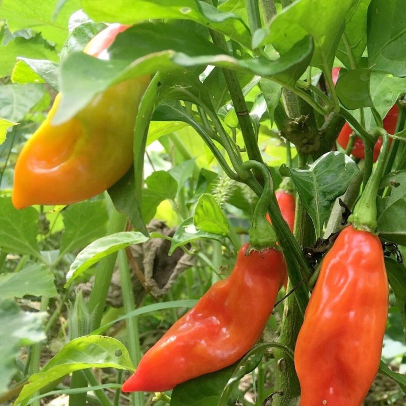 Piment 'Végétarien' (Variété douce Antillaise) Graines - Alsagarden