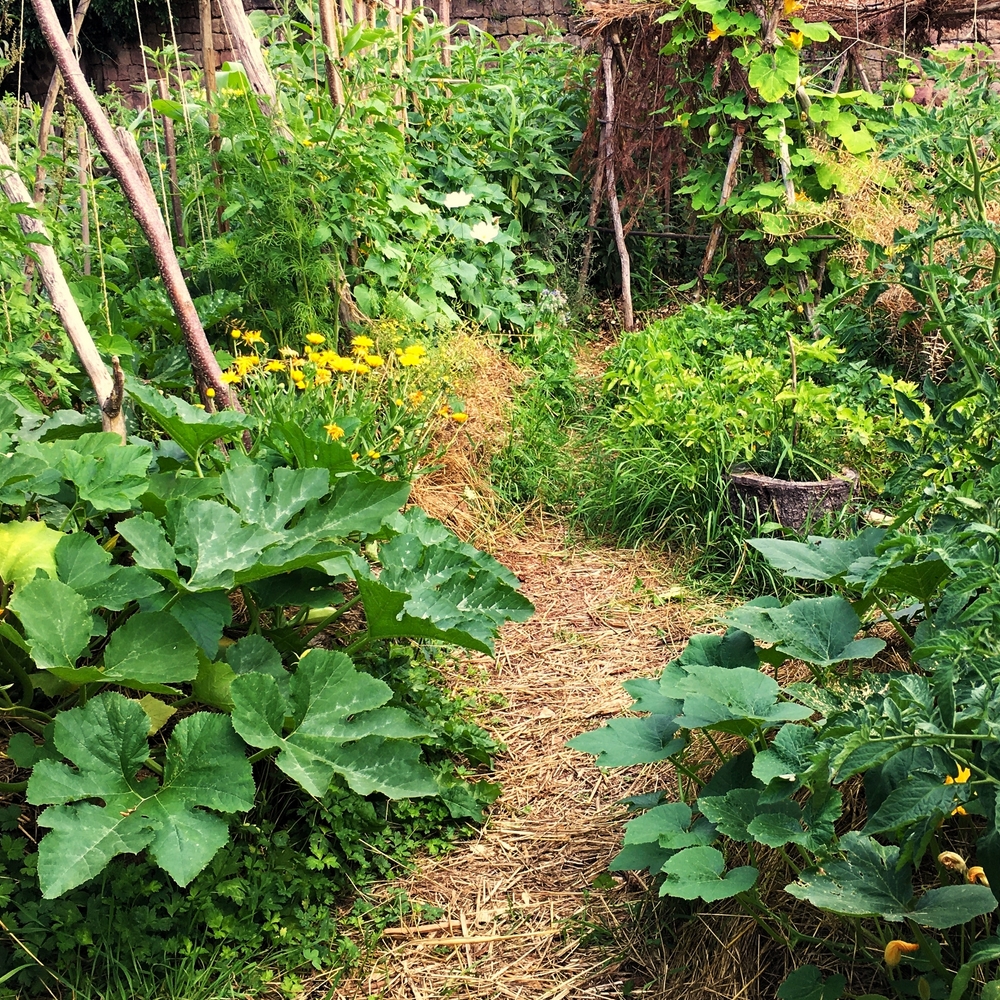 C'est l'heure de démarrer son potager