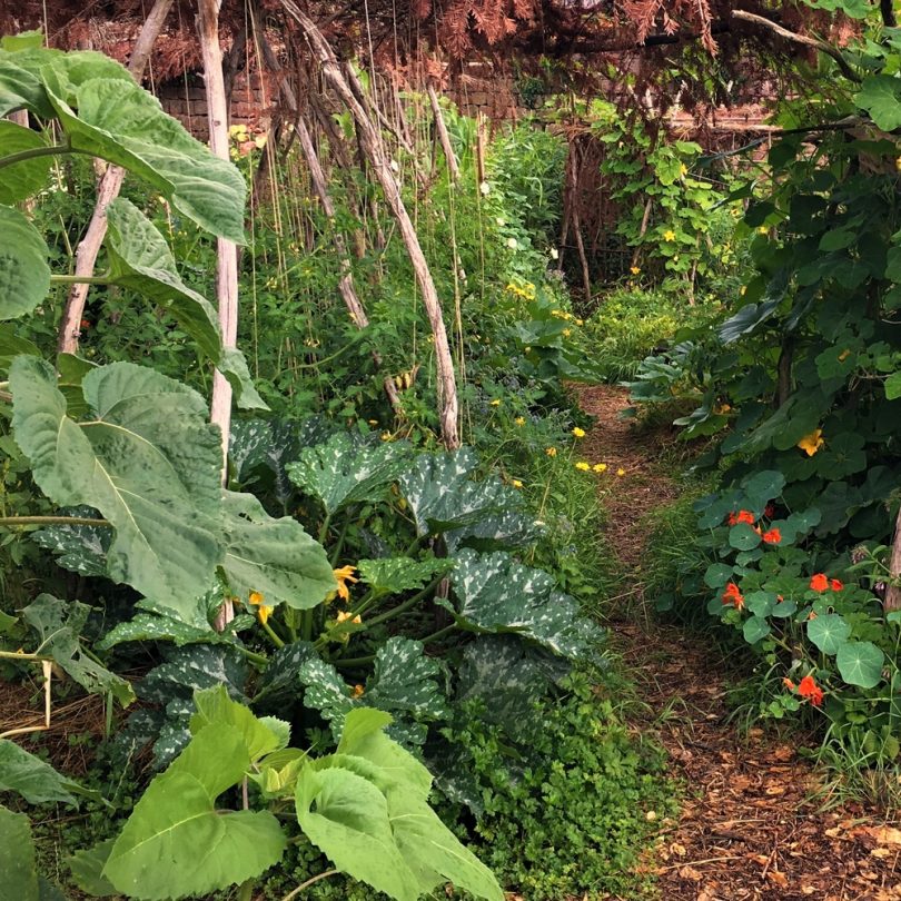 Atelier : Démarrer son potager en permaculture (2h) – Image 2