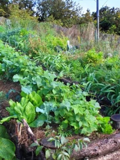 Atelier : Démarrer son potager en permaculture (2h)
