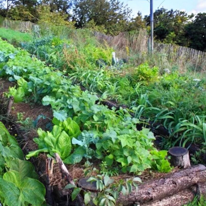 Atelier : Démarrer son potager en permaculture (2h)