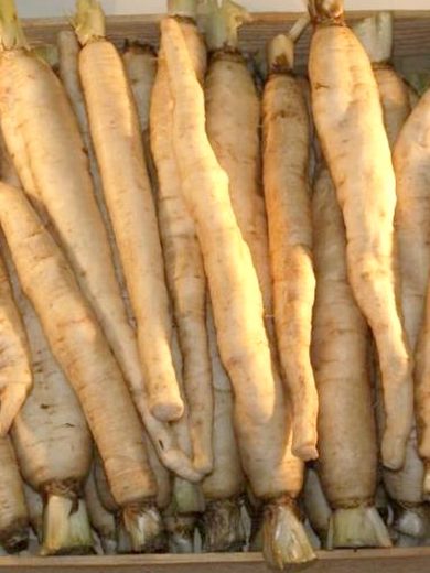 Chicorée 'Tête d'Anguille' (Variété régionale ancienne) Graines