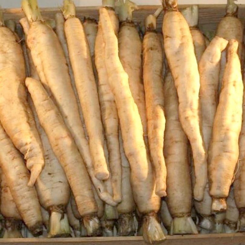 Chicorée 'Tête d'Anguille' (Variété régionale ancienne) Graines