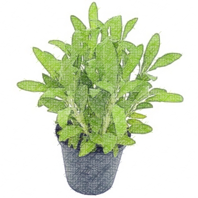 Aromatic Plants