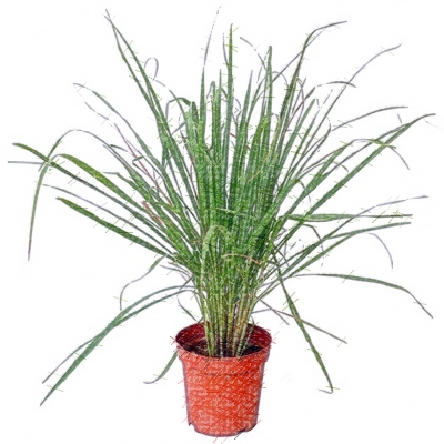 Spice Plants