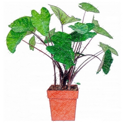 Tropical Plants