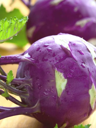 Chou Rave 'Violet de Vienne' (Variété ancienne) Graines