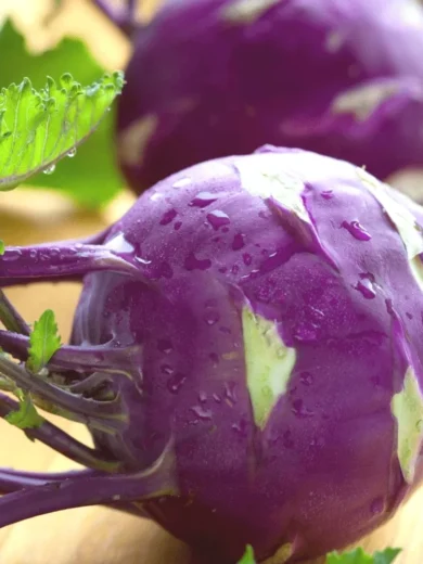 Chou Rave 'Violet de Vienne' (Variété ancienne) Graines