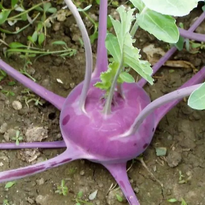 Chou Rave 'Violet de Vienne' (Variété ancienne) Graines – Image 2