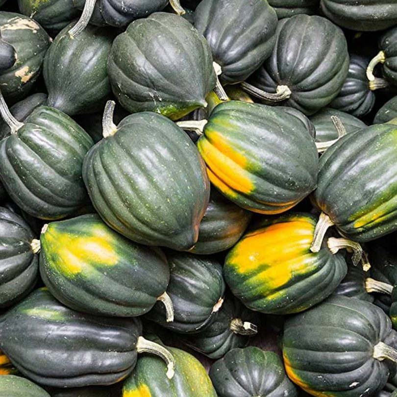 Courge 'Reine de la Table' (Variété ancienne) Graines