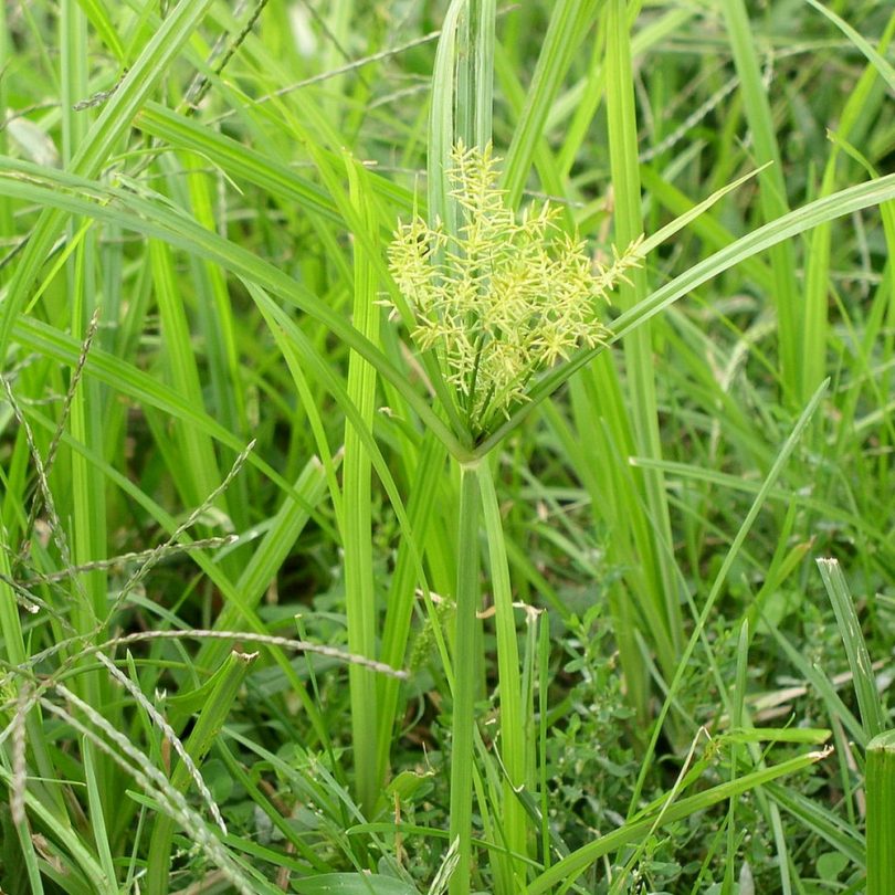 Amande de terre, Souchet comestible (Cyperus esculentus) Graines – Image 2
