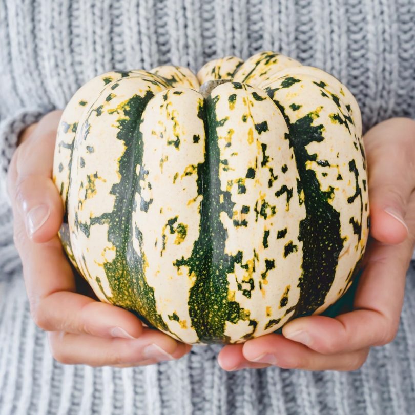 Courge Patidou 'Sweet Dumpling' (Cucurbita pepo) Graines