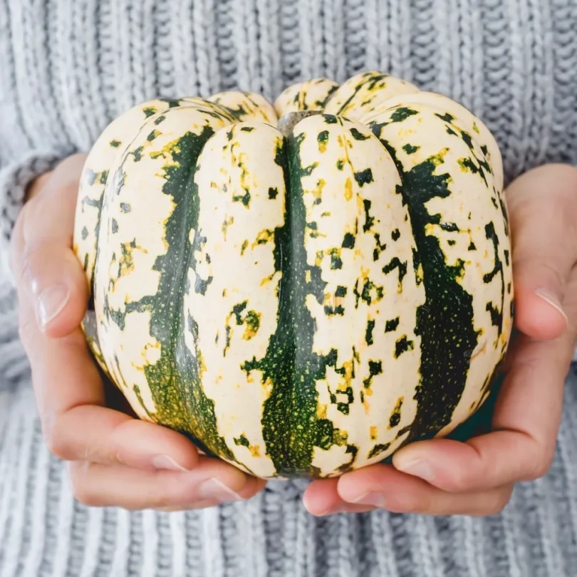 Courge Patidou ‘Sweet Dumpling’ (Cucurbita pepo) Graines