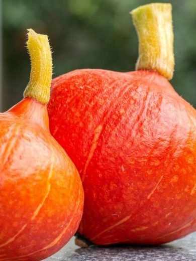Potimarron 'Red Kuri' (Variété Japonaise) Graines – Image 2
