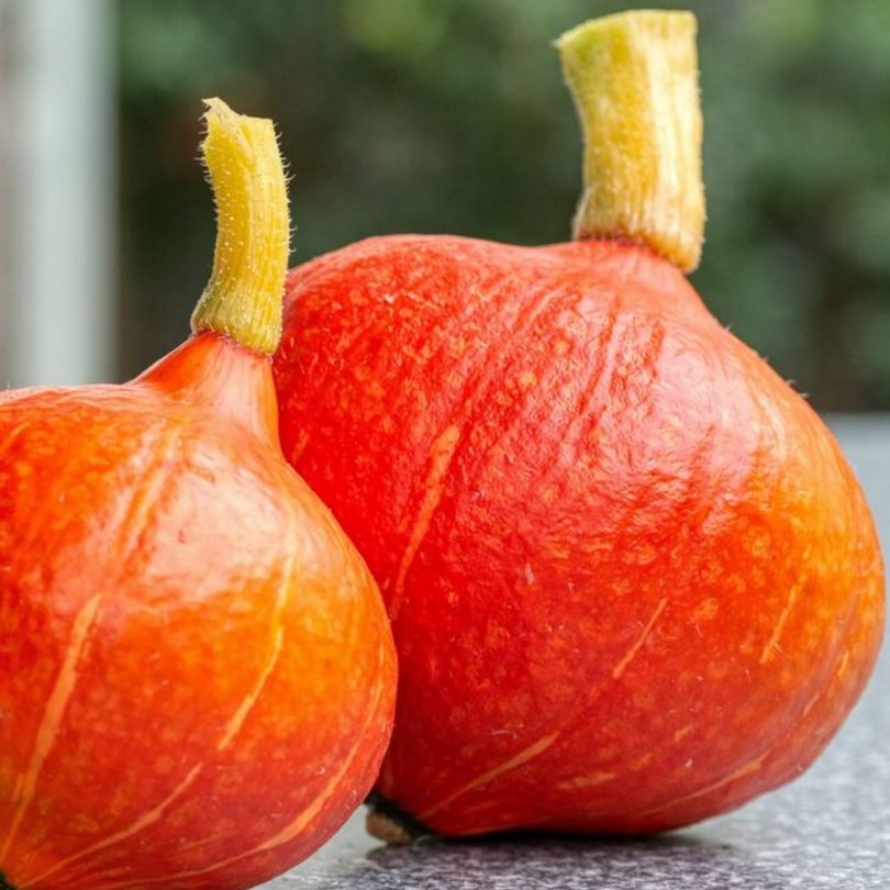 Potimarron 'Red Kuri' (Variété Japonaise) Graines – Image 2