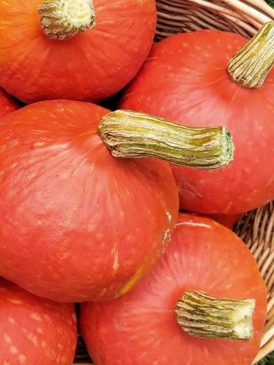 Potimarron 'Red Kuri' (Variété Japonaise) Graines