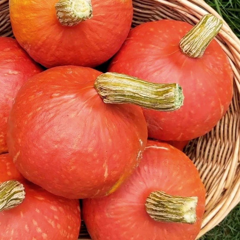 Potimarron 'Red Kuri' (Variété Japonaise) Graines
