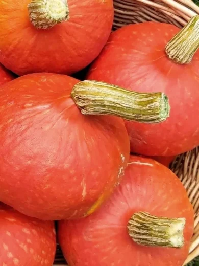 Potimarron 'Red Kuri' (Variété Japonaise) Graines