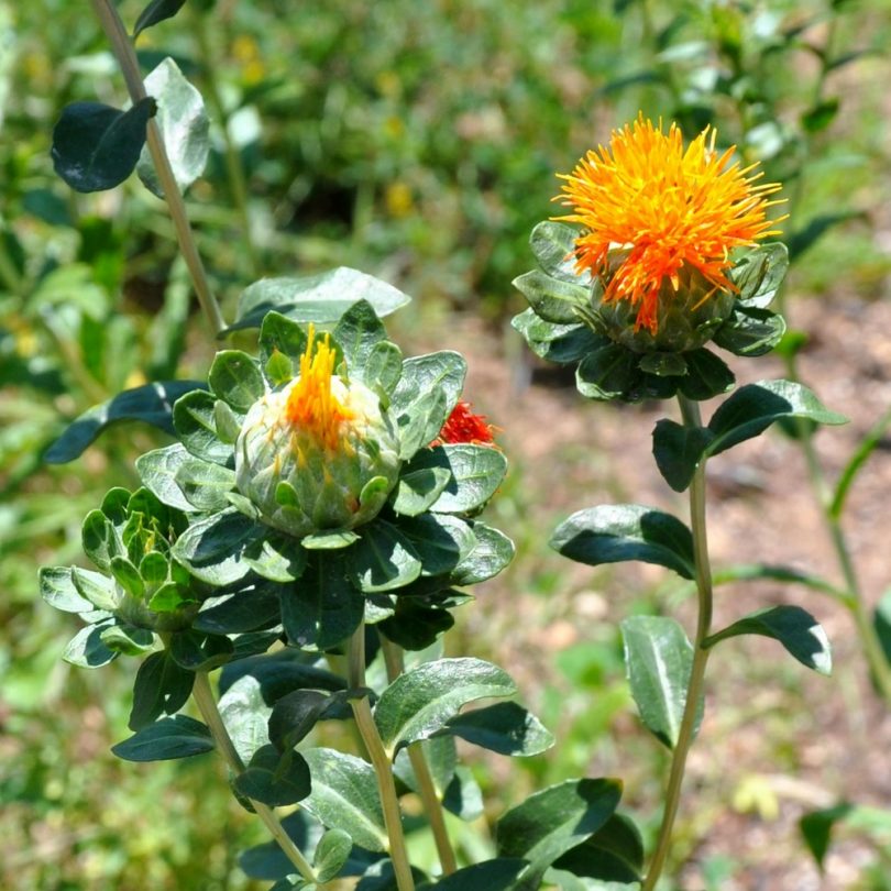 Mélange de graines de fleurs sauvage à thème méditerranéen