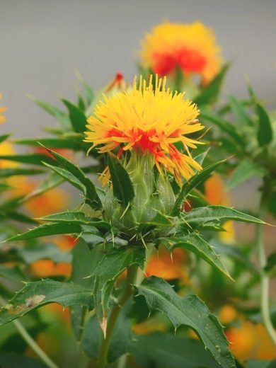 Safran des teinturiers (Carthamus tinctorius) Graines