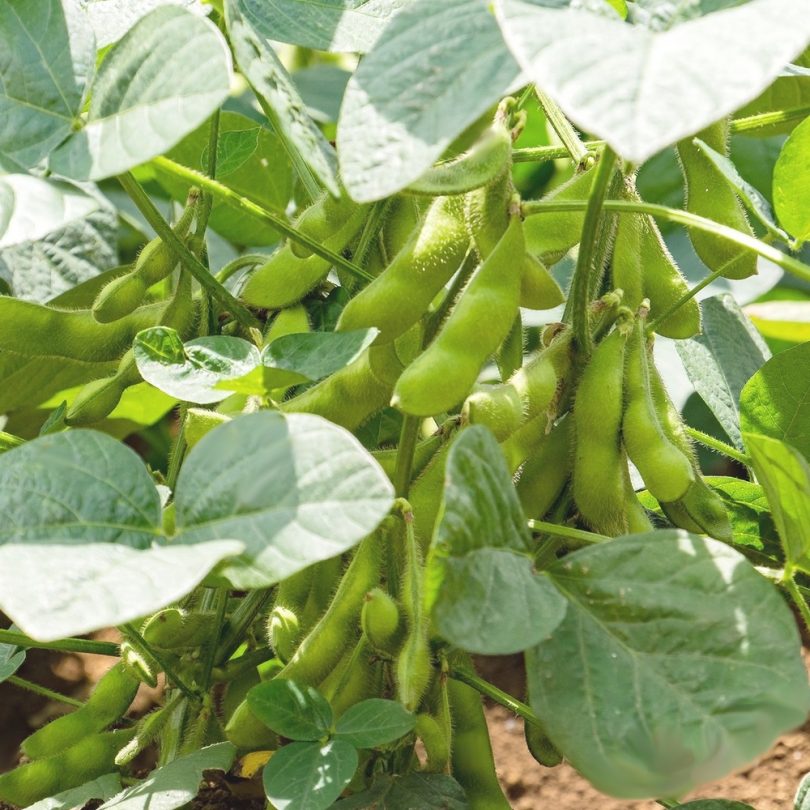 Soja Edamame 'Chiba Green' (Variété précoce) Graines