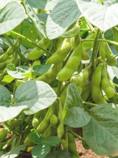 Soja Edamame 'Chiba Green' (Variété précoce) Graines