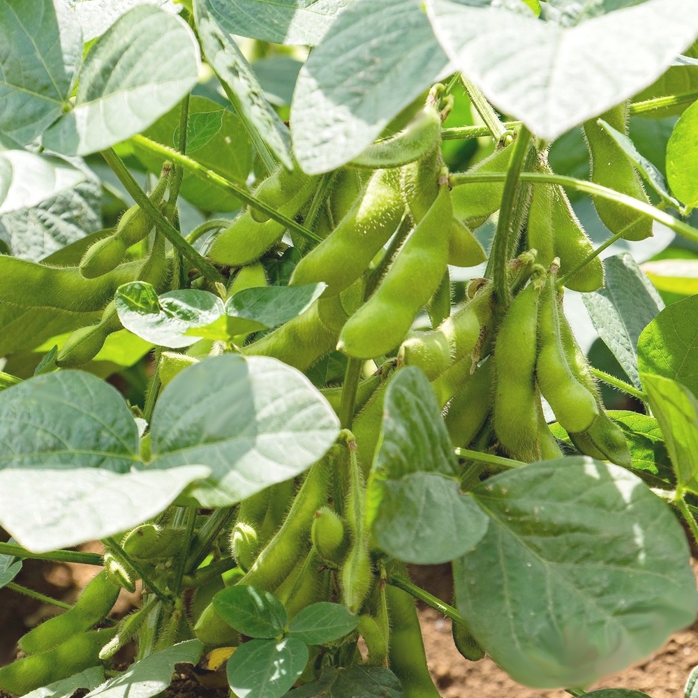 Soja Edamame 'Chiba Green' (Variété précoce) Graines - Alsagarden