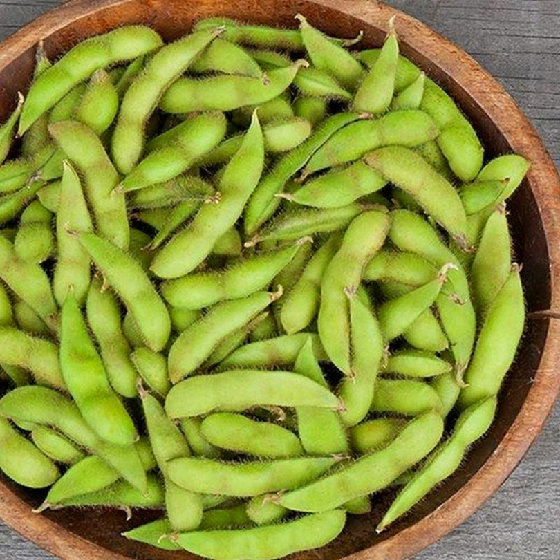 Soja Edamame 'Chiba Green' (Variété précoce) Graines – Image 2