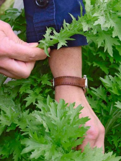 Chou Wasabino (Brassica rapa japonica) Graines