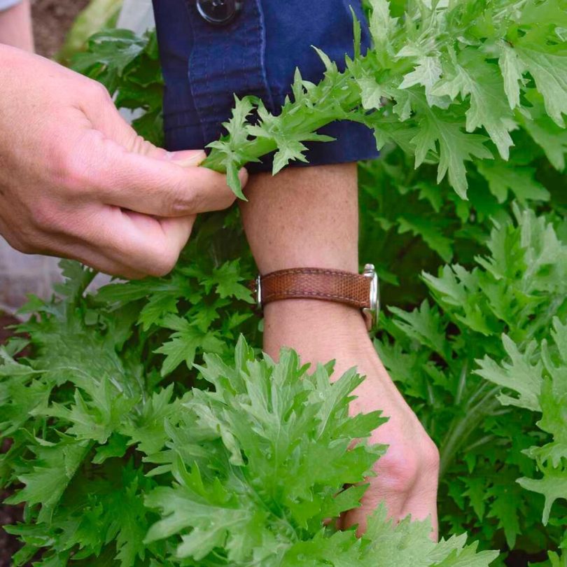 Chou Wasabino (Brassica rapa japonica) Graines
