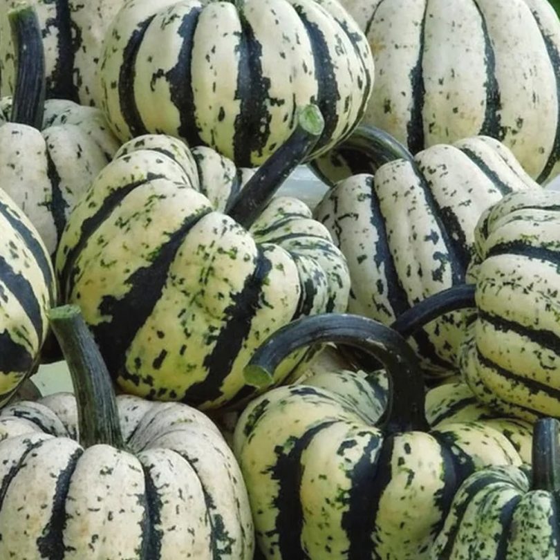 Courge Patidou 'Sweet Dumpling' (Cucurbita pepo) Graines – Image 2