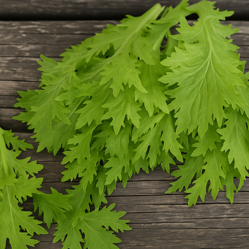 Chou Wasabino (Brassica rapa japonica) Graines – Image 3