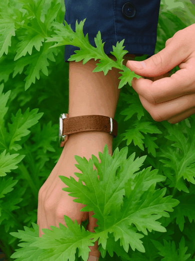 Chou Wasabino (Brassica rapa japonica) Graines