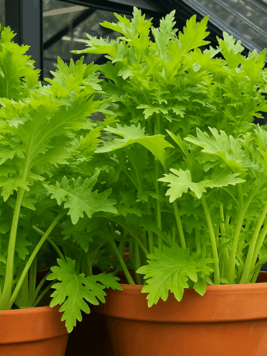 Chou Wasabino (Brassica rapa japonica) Graines – Image 2