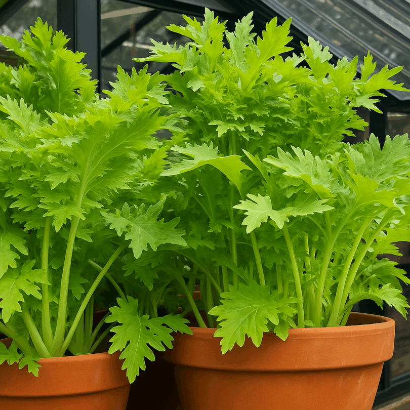 Chou Wasabino (Brassica rapa japonica) Graines – Image 2
